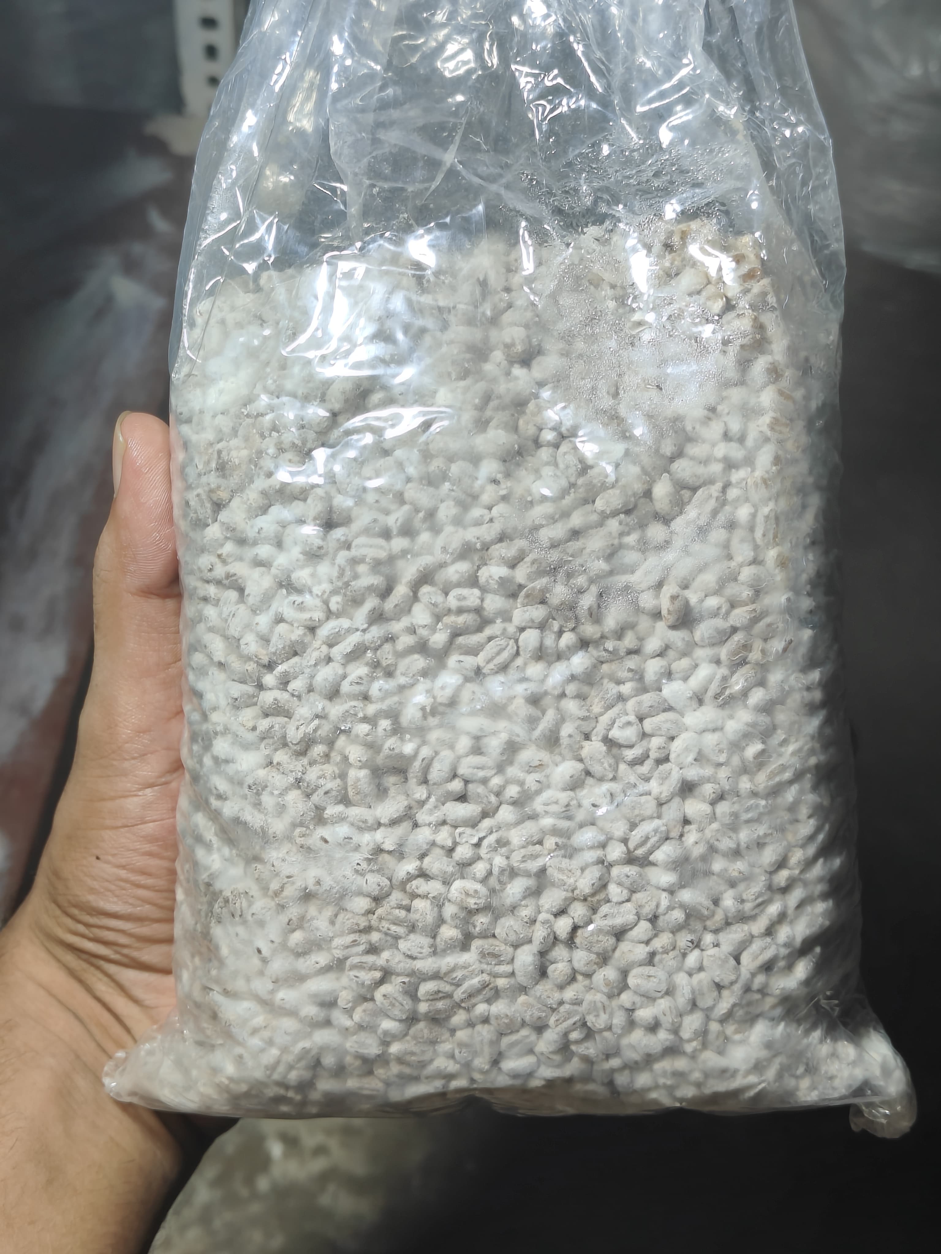Button Mushroom Seeds